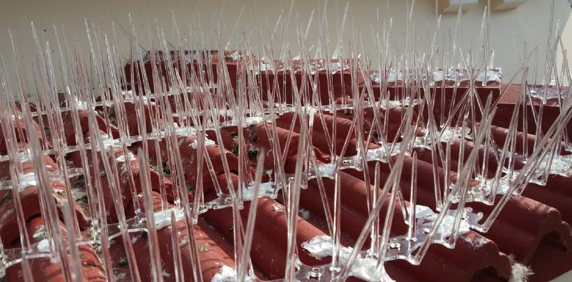 Bird Spikes & Pigeon Spikes In Hyderabad | Call 8247237019 Service in Mysore