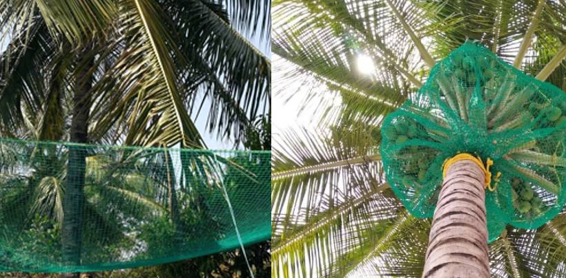 Coconut Tree Safety Nets Fixing | Call 8247237019 for Fall Arrest Nets Fixing