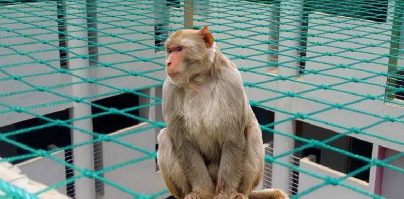 Monkey Safety Nets In Hyderabad | Call 8247237019 For Net Fixing